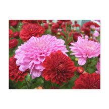 Vreedzame Morgenrood