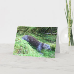 Vreedzame Otter Rivier Oever Natuur Natuurbeeld Kaart