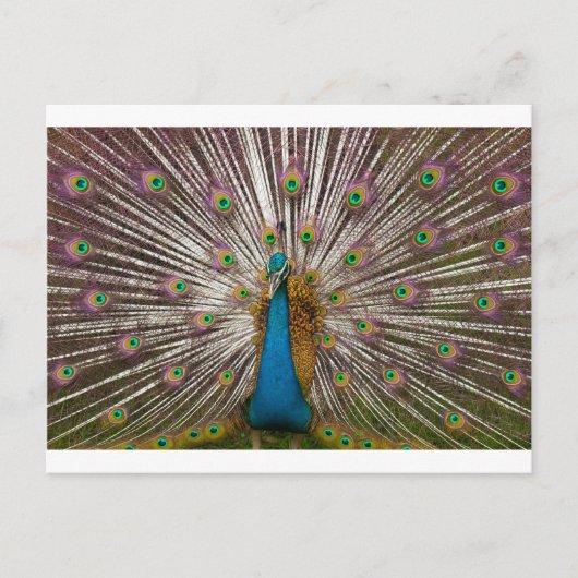 Vreedzame Pauw Briefkaart (Voorkant)