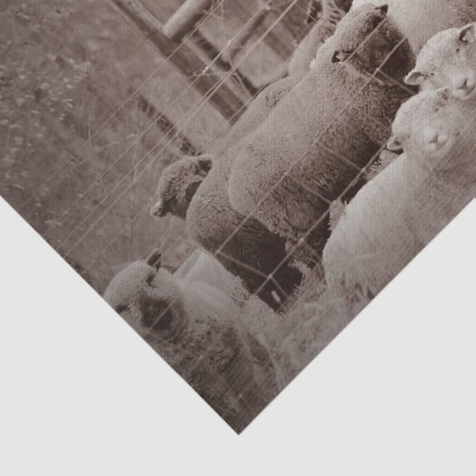 Vreedzame, rustende veestapel op weefselpapier tissuepapier (Detail)