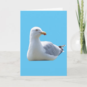 Vreedzame Zeemeeuw Rustende Oceaan Vogel Lucht Bla Kaart