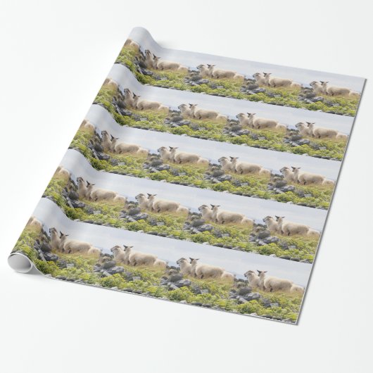 Vreemde Ontwerpen - Schapen in een veld Cadeaupapier (Uitgerold)