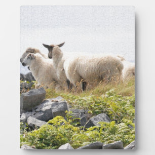 Vreemde Ontwerpen - Schapen in een veld Fotoplaat