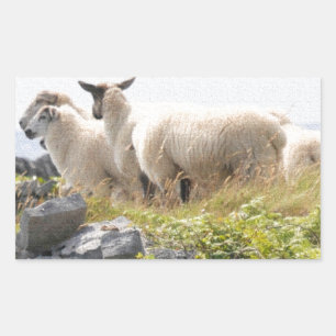 Vreemde Ontwerpen - Schapen in een veld Rechthoekige Sticker