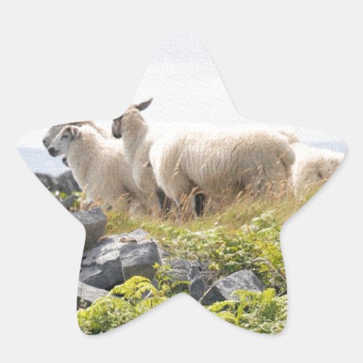 Vreemde Ontwerpen - Schapen in een veld Ster Sticker (Voorkant)