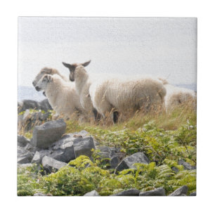 Vreemde Ontwerpen - Schapen in een veld Tegeltje