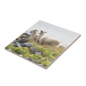 Vreemde Ontwerpen - Schapen in een veld Tegeltje (Zijkant)