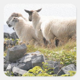 Vreemde Ontwerpen - Schapen in een veld Vierkante Sticker