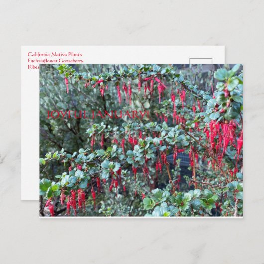 VREUGDE JANUARI! BRIEFKAART (Voorkant / Achterkant)