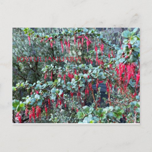 VREUGDE JANUARI! BRIEFKAART (Voorkant)