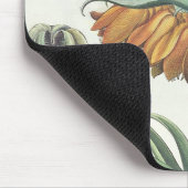 Vriend: Corona Imperialis florum classe duplic Muismat (Hoek)