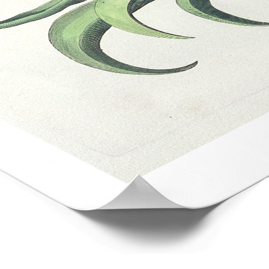 Vriend: Corona Imperialis florum classe duplic Poster (Hoek)