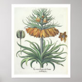 Vriend: Corona Imperialis florum classe duplic Poster (Voorkant)