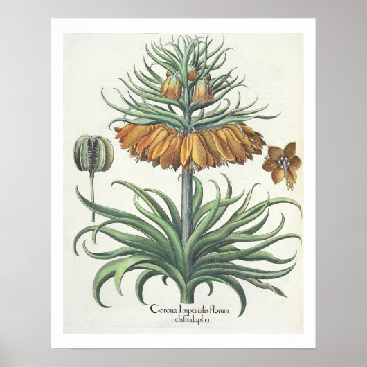 Vriend: Corona Imperialis florum classe duplic Poster (Voorkant)