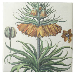 Vriend: Corona Imperialis florum classe duplic Tegeltje