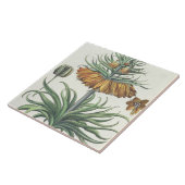 Vriend: Corona Imperialis florum classe duplic Tegeltje (Zijkant)
