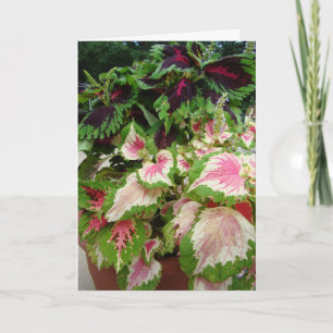 Vriend/het Denken aan u, Siernetel met Roze Kaart