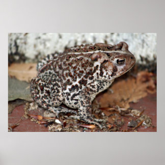 Vriend of kikker poster