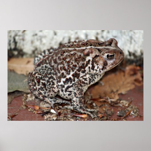 Vriend of kikker poster (Voorkant)