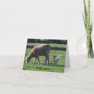 Vriend, Schaap & Kip Kaart