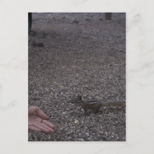 vriendelijke chipmunk briefkaart