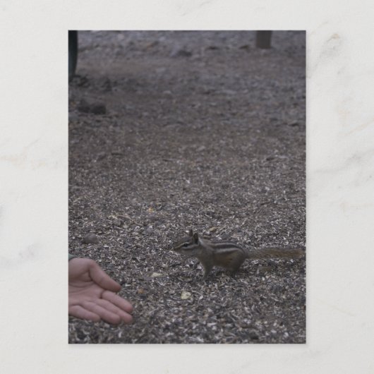 vriendelijke chipmunk briefkaart (Voorkant)
