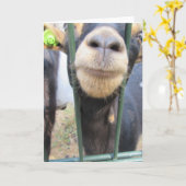 Vriendelijke geit. kaart (Gele Bloem)