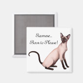 Vriendelijke Jonge Siamese Kat  Magneet (Voorkant / Achterkant)