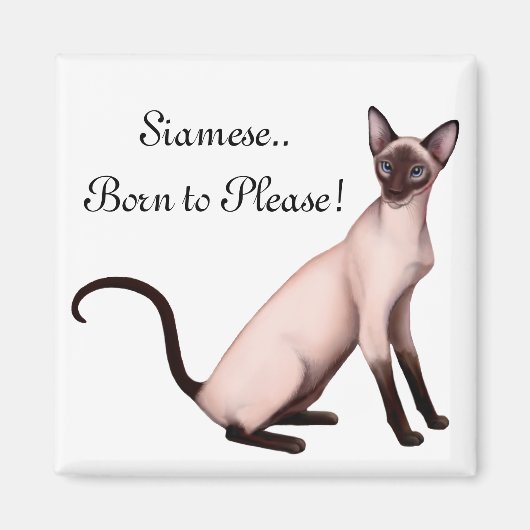 Vriendelijke Jonge Siamese Kat  Magneet (Voorkant)