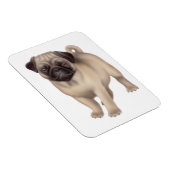 Vriendelijke Pug Dog Premium magneet (Rechterzijde)