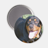 Vriendelijke Rottweiler Magnet (Voorkant / Achterkant)