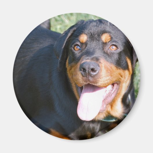 Vriendelijke Rottweiler Magnet (Voorkant)