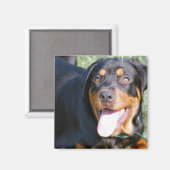 Vriendelijke Rottweiler Square Magnet (Voorkant / Achterkant)
