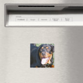Vriendelijke Rottweiler Square Magnet (Insitu (Vaatwasser))