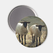 Vriendelijke Suffolk Schaap Barnyard Weiland Late Magneet (Voorkant / Achterkant)