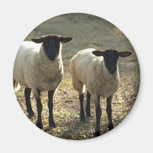 Vriendelijke Suffolk-schapen op de boerenerfweide Magneet