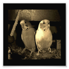 Vrienden Foto Afdruk