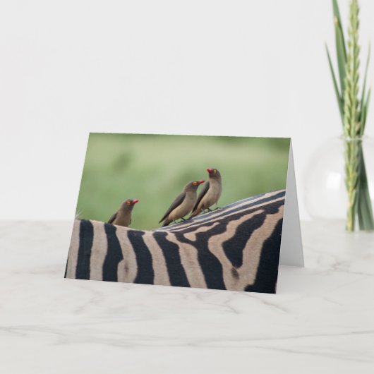 Vrienden: Zebra en Ox Peckers Kaart (Voorkant)