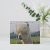 Vriendschappelijk alpacabriefkaart briefkaart (Staand voorkant)
