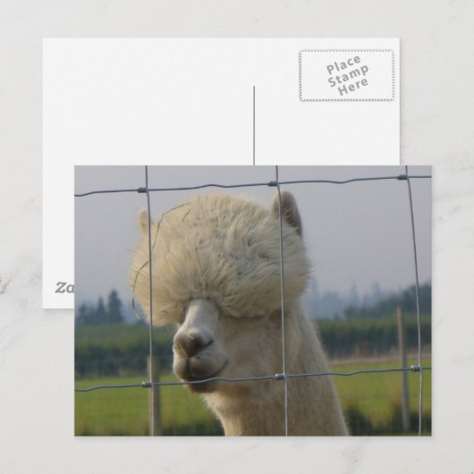 Vriendschappelijk alpacabriefkaart briefkaart (Voorkant / Achterkant)
