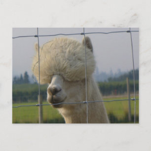 Vriendschappelijk alpacabriefkaart briefkaart