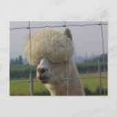 Vriendschappelijk alpacabriefkaart briefkaart (Voorkant)
