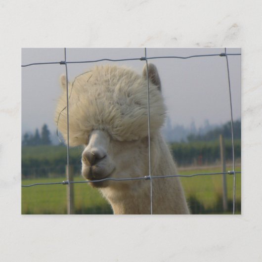 Vriendschappelijk alpacabriefkaart briefkaart (Voorkant)