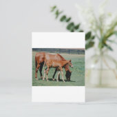 VRIENDSCHAPPELIJKE PAARDEN BRIEFKAART (Staand voorkant)