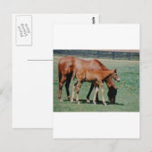 VRIENDSCHAPPELIJKE PAARDEN BRIEFKAART (Voorkant / Achterkant)
