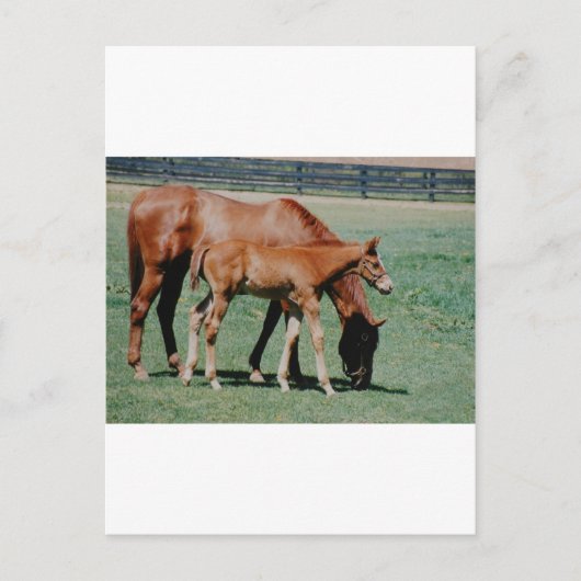 VRIENDSCHAPPELIJKE PAARDEN BRIEFKAART (Voorkant)