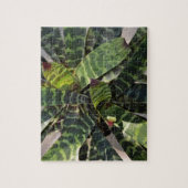 Vriesea Splendens Bromeliad Plant Striped Leaves Legpuzzel (Verticaal)