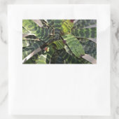 Vriesea Splendens Bromeliad Plant Striped Leaves Rechthoekige Sticker (Tas)
