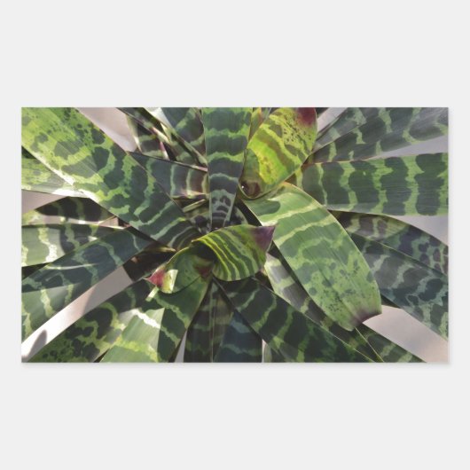 Vriesea Splendens Bromeliad Plant Striped Leaves Rechthoekige Sticker (Voorkant)