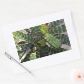 Vriesea Splendens Bromeliad Plant Striped Leaves Rechthoekige Sticker (Envelop)